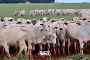 China reconhece Brasil como território livre da febre aftosa
