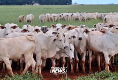 China reconhece Brasil como território livre da febre aftosa