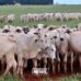 China reconhece Brasil como território livre da febre aftosa