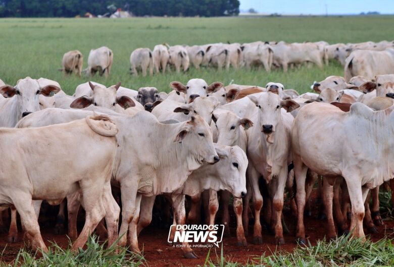 China reconhece Brasil como território livre da febre aftosa